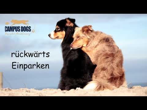 Campus Dogs - Tutorial rückwärts Einparken