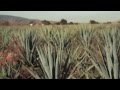 La Barranca - Don Julio