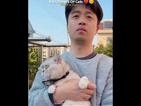 Bad Owners Of Cats💔 😿 || #emotional #shorts #petlovers #ytshorts #trending #catvideos #kitten #short