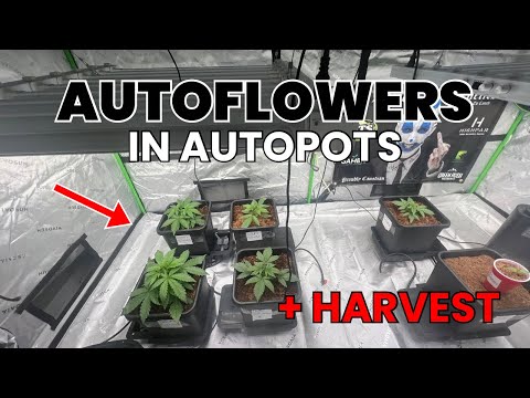 Is AUTOPOTS a Game Changer For AUTOFLOWER? Tester Seed To Harvest EP: 2
