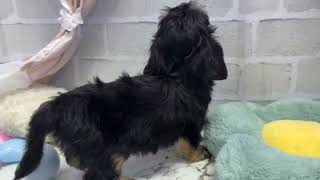 ハーフ犬の動画01