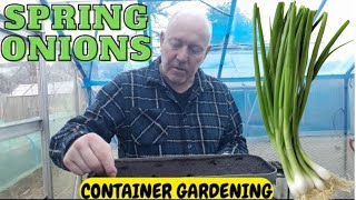 Spring Onions [Container Gardening] [Home Growing Veg & Flowers]