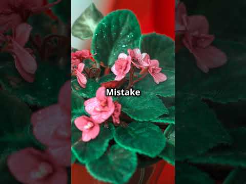 African Violet Care: Avoid These Common Mistakes