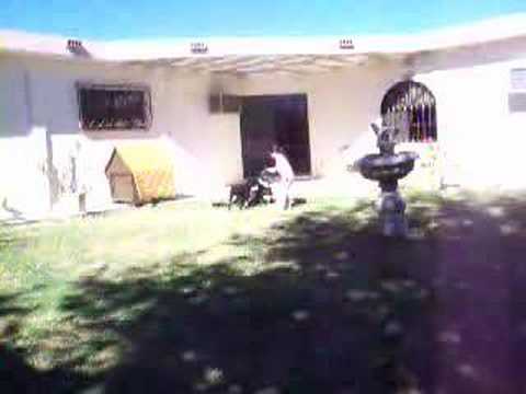 Marifer jugando en el patio con los perros 03