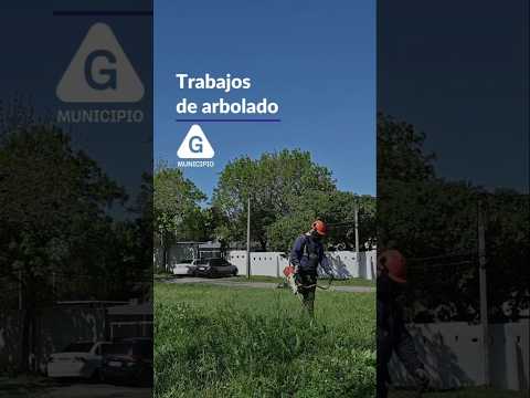 Trabajos de arbolado ✅ Municipio G