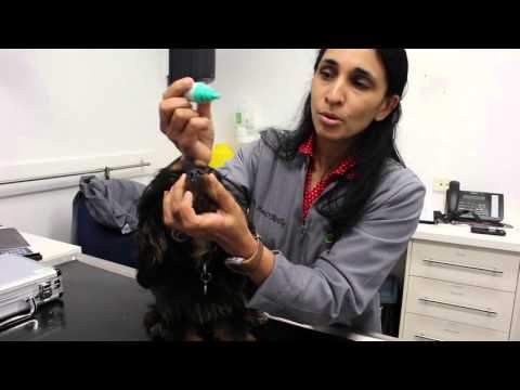 Eye drops for dogs, cats, pets