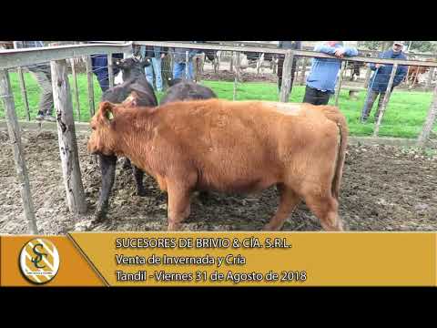 31-08-18 Venta de Invermada y Cría - Sucesores de Brivio & Cía. S.R.L. - Tandil