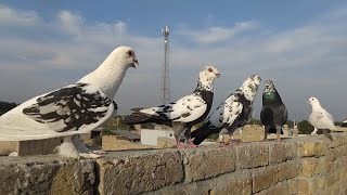 Beautiful Pigeons Pair Video | Pigeons Video | Kabutar Bazi Video | Love Status Video |