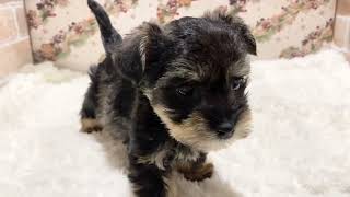 ハーフ犬の動画01