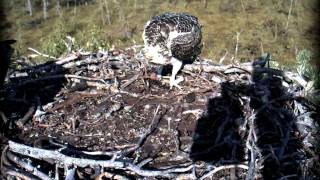 preview picture of video 'Hailuoto Osprey Nest Timelapse, 22.6.-4.9.2013'