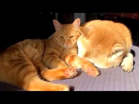 Cat and dog intimacy ! So cute !