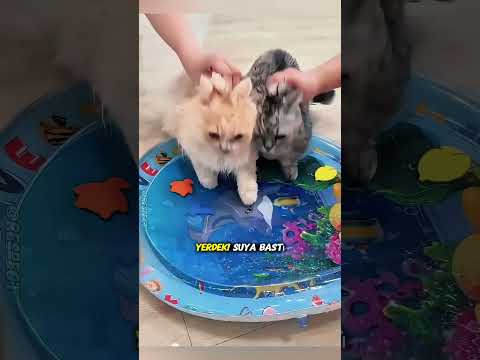 Su Yatağı Üzerinde Dengesini Kaybeden Kedi