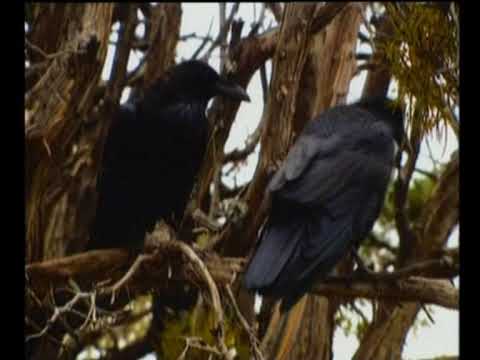 Spirit Birds - Raven & Crow  - Native American