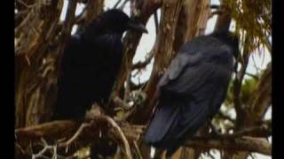 Spirit Birds - Raven & Crow  - Native American