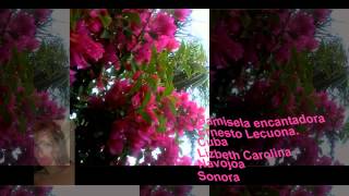 damisela encantadora