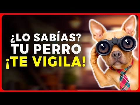 10 RAZONES por las que Tu Perro te PERSIGUE todo el TIEMPO 🐾