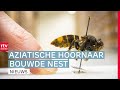 Monsterwesp bouwt nest & afvalwater-discussie  | Drenthe Nu
