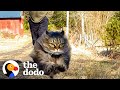 Fluffy Cat Runs As Fast As A Cheetah And Beats Her Dad In Every Race The Dodo Cat Crazy