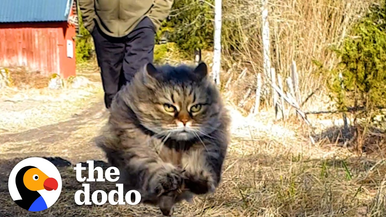 Fluffy Cat Runs As Fast As A Cheetah And Beats Her Dad In Every Race | The Dodo Cat Crazy
