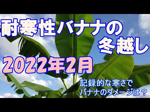 バナナの木を寒さに耐えて越冬させるための役立つヒントはありますか?  庭園