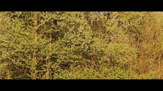 Pantha du Prince - Lichtung  (Official Video)
