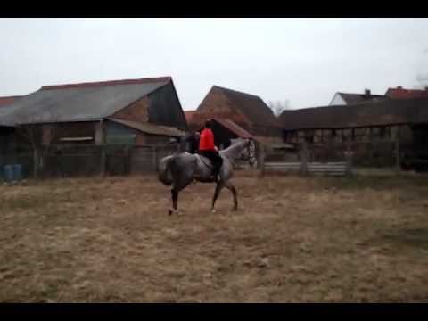 Cloe Verkaufpferd 5 jährige Stute von Cottbus - Colman aus einer Altan II Mutter