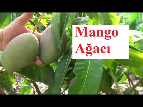 , title : 'Antalya - Mango Yetiştiriciliği - Mango Meyvesi - Mango Ağacı  Bahçesi - Mango Bitkisi'