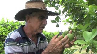 [Diagnostic de la parcelle] Raisonner les traitements phytosanitaires à la Réuni