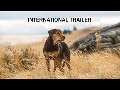 A DOG'S WAY HOME - International Trailer 2
