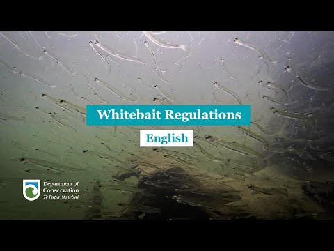 Regulations for whitebaiting