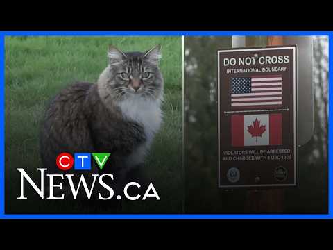 This Cat Keeps Hopping Over The Canadian-U.S. Border Daily