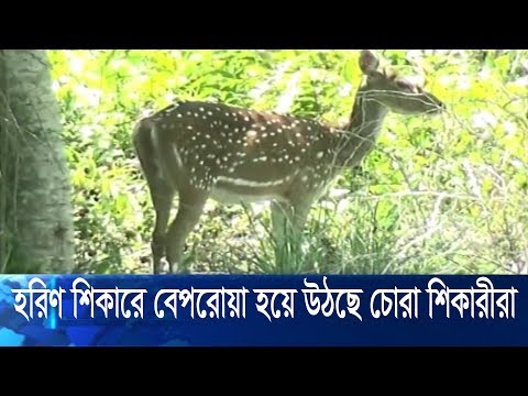 করোনাকালে সুন্দরবনে কিছুটা শিথিল বনরক্ষীদের টহল