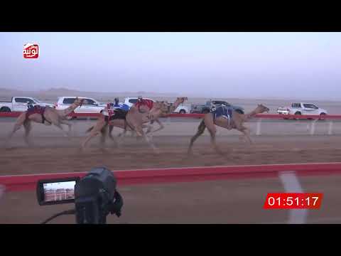  ش 3 (مياسه) لـ عبدالله سالم بن رميله العامري 3:13:32 ، شارة الصندوق 2026/08/28 فطامين الوقن
