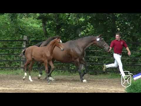 OH028 Hengstfohlen von Million Dollar - Lordano - Calato