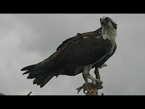 Osprey Perches With a Fresh Catch in Savannah - Sept. 26, 2016