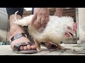 Woman Butcher Chicken Surya Vlog