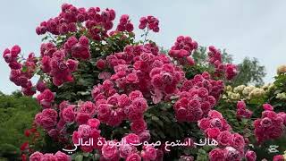 انت الحبيب