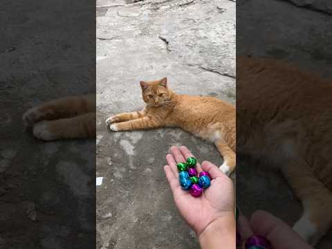 Cat ASMRReverse Jingle Bells Satisfying Fun #shorts #cat #beads #asmr #satisfyingasmr