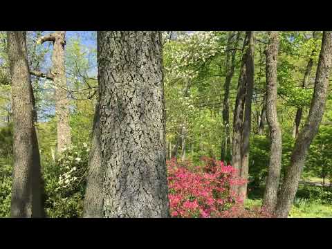 Nyssa sylvatica - black gum - Eva Monheim 2020 05 10 #trees #riparianforest #fallcolor #gardening