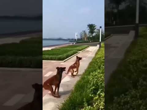 Twin Malinois Magic: Synchronized Fence Leap| Belgian shepherd Malinois Jump Tandem