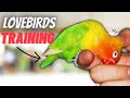 How to TRAIN Your LoveBird Parrot | 7 TIPS