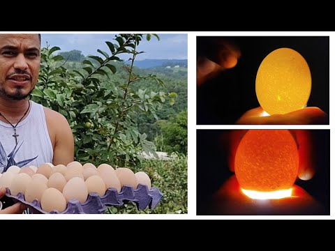 Como selecionar ovos fértil pra colocar para chocar com maior resultado na incubação