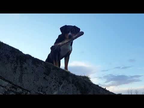 Appenzeller Sennenhund Anton spielt gern verstecken
