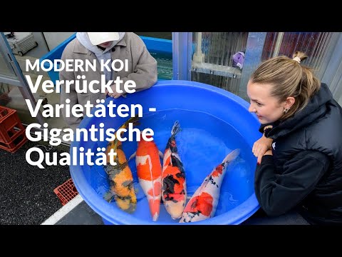 Die Koi aus Imada Nr.2 | Modern Koi Blog #7775