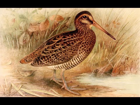 Un amour de bécasse