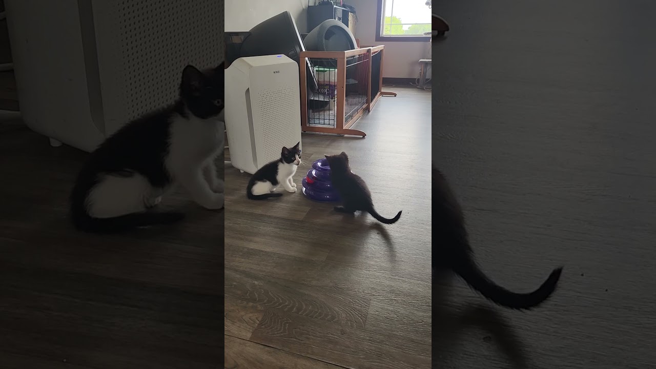 Enlarge Flower, a Adoptable Domestic Short Hair in Oak Grove, MN video 5/6