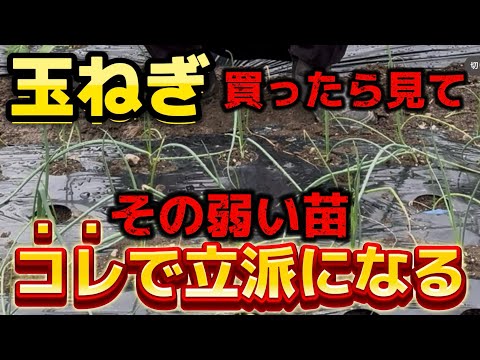 苗を何に入れますか？ 4 つの回復アイデア + ビデオ手順  庭園