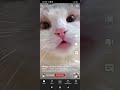 Cat Meowing Trending Youtube Cute
