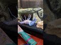 Vengeance the Crayfish has a meltdown