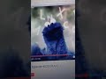 4023 Sesame Street